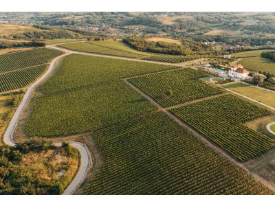 Terroir-ul și originea vinului